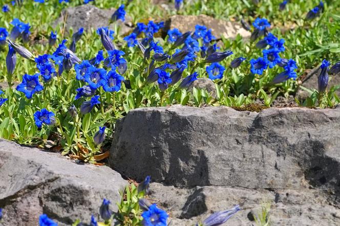 Goryczka bezłodygowa - Gentiana acaulis