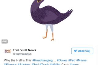Facebook: fioletowy ptak - co oznacza gruchacz machający głową?