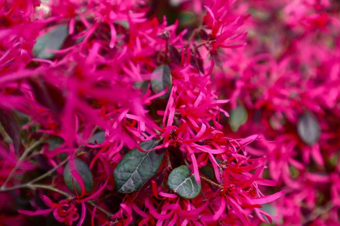Loropetalum chińskie