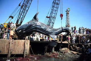 PAKISTAN: Wyłowili rekina olbrzyma