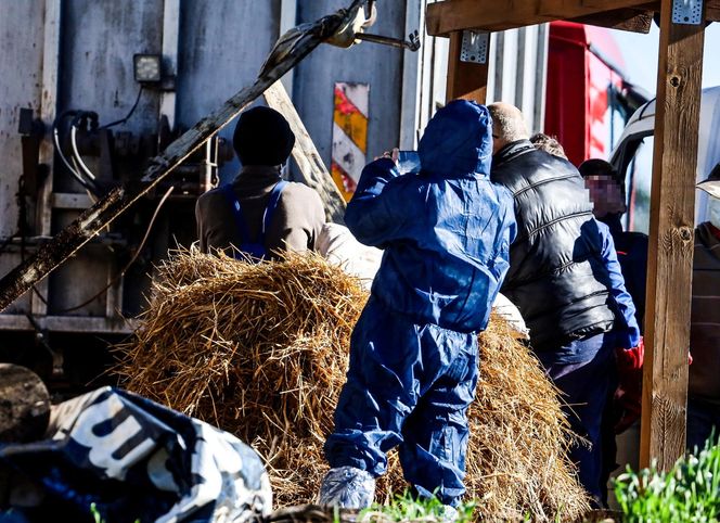 Potworny los zwierząt w Idzbarku. "To była umieralnia". Gospodarz usłyszał zarzuty!