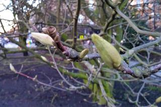 W Szczecinie coraz bardziej wiosennie. Do życia budzą się... magnolie! [ZDJĘCIA]