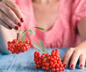 Jarzębina: właściwości zdrowotne. Jak jeść jarzębinę?