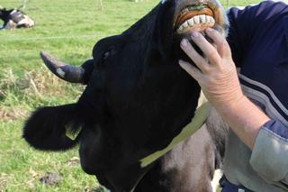 Krwawa przygoda gospodarza z Mazowsza. Krowa Baśka zjadła mu nos