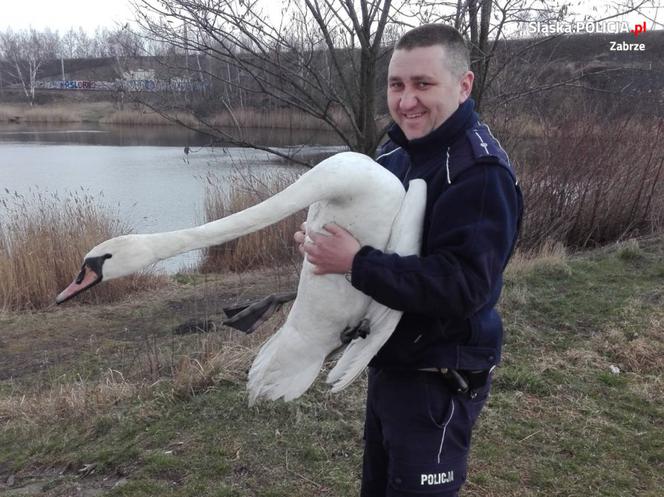 Zabrze: Łabędź błąkał się po Drogowej Trasie Średnicowej. Policjanci eksortowali go do stawu