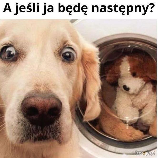 Chcesz poprawić sobie humor? Te memy ze zwierzętami rozbawią cię do łez!