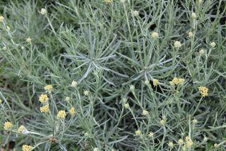 Helichrysum Tall Curry – kocanka curry: jak stosować tę roślinę przyprawową?