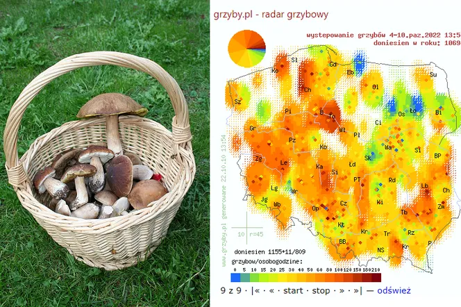 Gdzie na grzyby? Mapa rozgrzana do czerwoności! Synoptyk grzybowy mówi o kulminacji