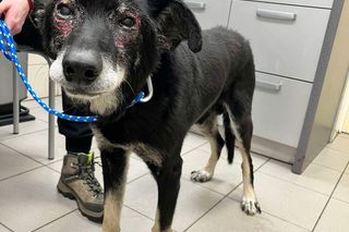 Starszy mężczyzna przekonywał, że dał psu drugie życie. Tak naprawdę zrobił mu z niego piekło