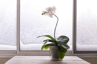 Dlaczego storczyk nie kwitnie?