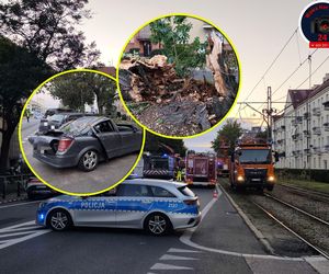 Dramat na Żoliborzu. Drzewo runęło na samochody, kobieta z dzieckiem w pułapce