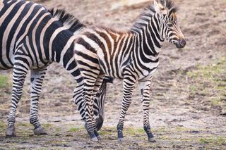 W ZOO Wrocław urodziła się nowa zebra