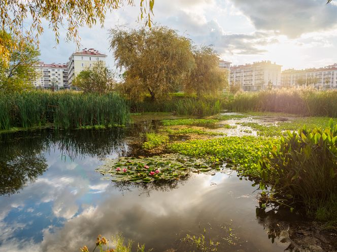 Sposób na suszę: przydomowe inwestycje, które pozwolą oszczędzić I zagospodarować deszczówkę