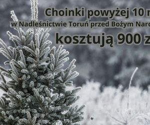 Tu sprzedają najtańsze choinki w województwie kujawsko-pomorskim. Można wybrać samemu!