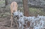  Młody daniel zaplątał się w siatki. Pomogli strażnicy z Gostynia i łowczy [ZDJĘCIA]
