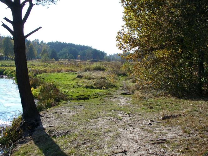 Brzóza Królewska - wieś na Podkarpaciu, która początkowo była łowiskiem leśnym. Jej tereny były areną walk między dwoma magnatami