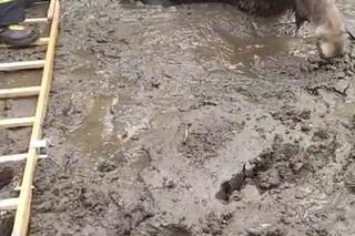 Młody łoś miał niewielkie szanse na przeżycie. Pomoc nadeszła w porę