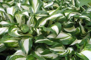 Bylina do cienia - funkia (Hosta)