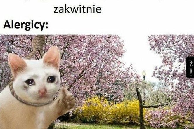 Wiosna 2025: Memy opanowały internet! Zobacz najzabawniejsze memy na powitanie wiosny [21.03.2025]