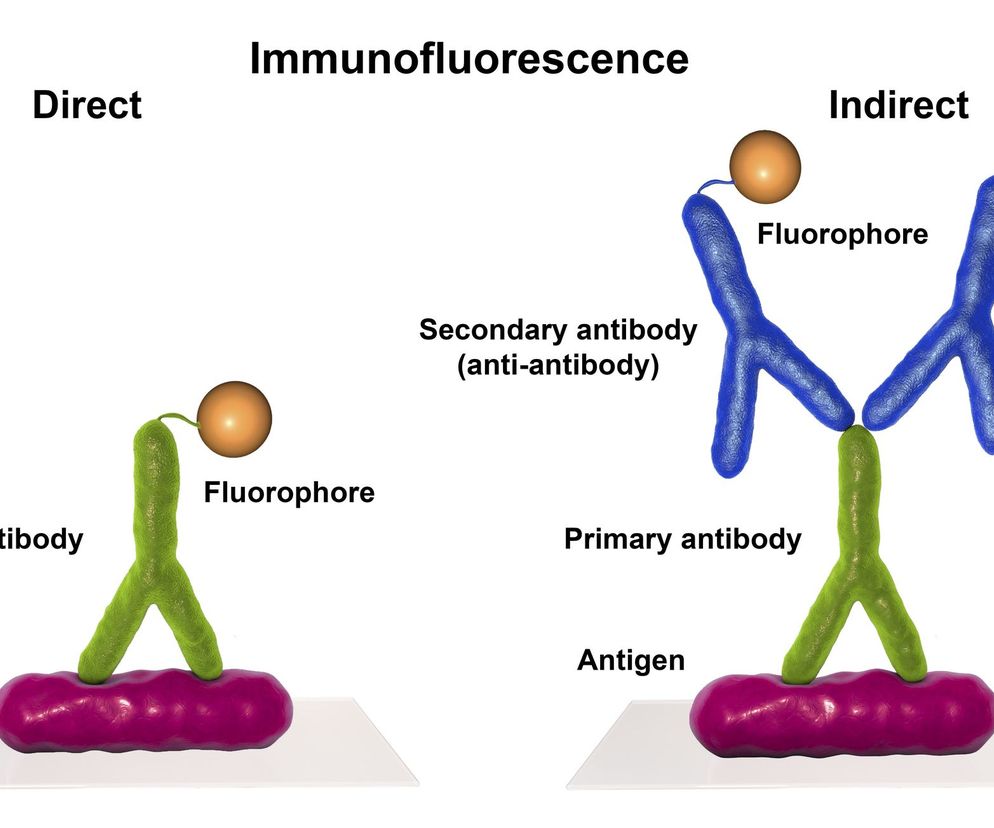 Antygen to substancja, która pobudza układ organizmu, w którym się znajduje, do produkcji przeciwciał.