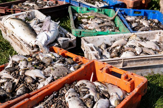 Śnięte ryby wyłowione z Odry