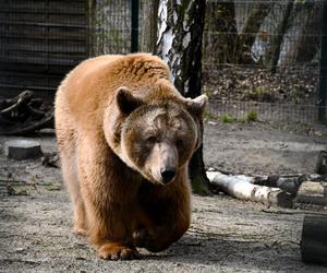 Niedźwiedzie w poznańskim ZOO wybudziły się z zimowego snu