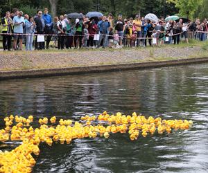 Ster na Bydgoszcz 2023. V Charytatywny Wyścig Kaczek Rotary [ZDJĘCIA]