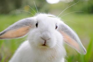 Największy królik na świecie został SKRADZIONY! W 2010 roku pobił Rekord Guinnessa