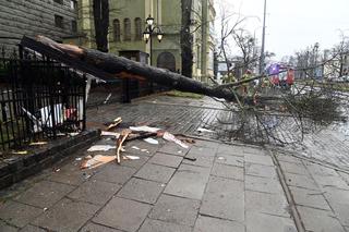 Połamane drzewa w Szczecinie