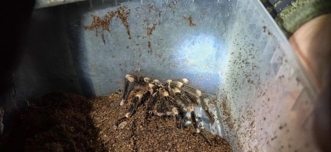 Otworzył kosz na śmieci i zamarł! Odkrycie jak z horroru w Krakowie