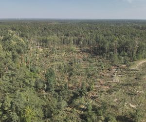 Żywioł zniszczył ponad 10 tys. drzew. Leśnicy podliczyli straty po weekendowym tornadzie w regionie radomskim 