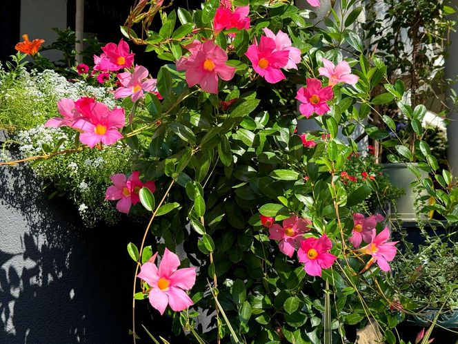 Mandevilla
