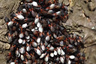 Ohydne pluskwiaki masowo rozprzestrzeniają się w Polsce. Jeszcze niedawno były zupełnie nieznane [ZDJĘCIA]