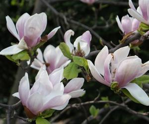 Szlak Magnolii w Cieszynie to największa atrakcja wczesnej wiosny