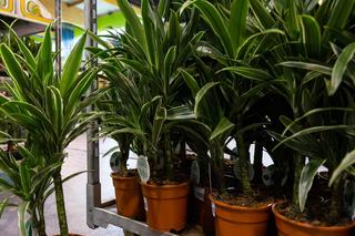 Kupujemy rośliny doniczkowe