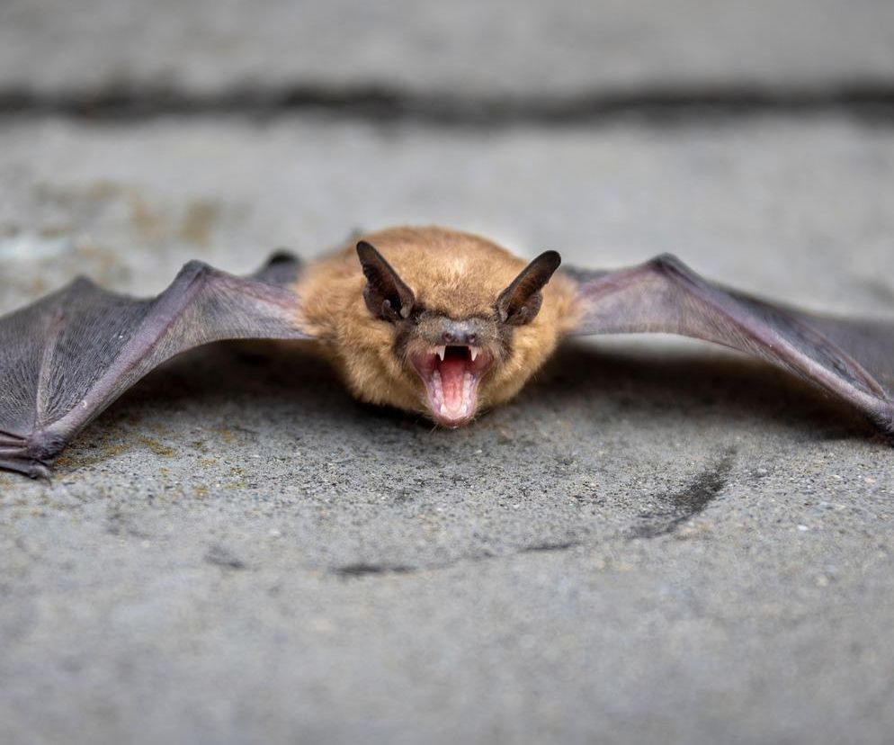 bat