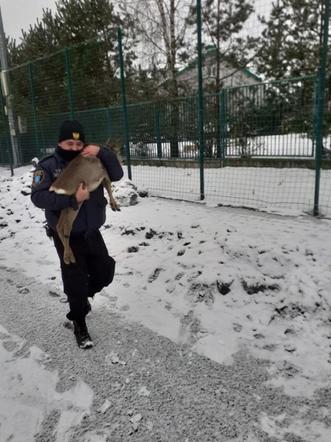 Olsztyn. Sarenka utknęła na "Orliku". Pomogli strażnicy miejscy