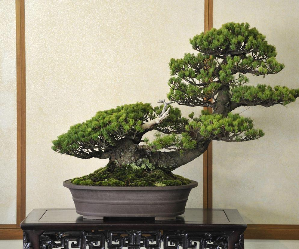 Drzewko bonsai