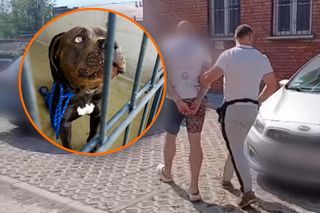 Znudził mu się pies. Najpierw chciał go uśpić, a w końcu porzucił