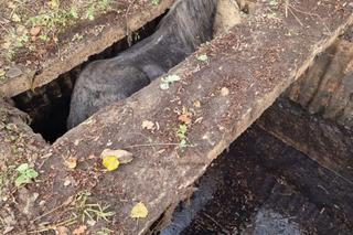 Lubelscy strażacy musieli wyciągnąć z szamba...konia.  Zdjęcia robią wrażenie!