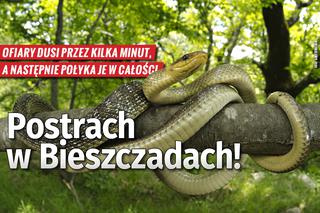 Dwumetrowy GIGANT sieje postrach w Bieszczadach! Ofiary dusi przez kilka minut!