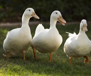 Kaczki Pekin