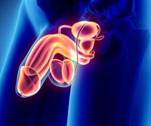 Męski układ rozrodczy: budowa i funkcje