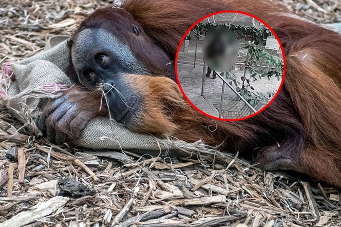 Karmiła naleśnikami orangutany z Orientarium Zoo Łódź. Zwierzęta zachorowały [ZDJĘCIA]