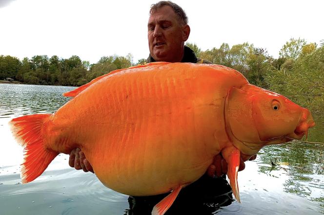 Ta złota rybka waży 10 kg. Dowód na to by NIGDY nie wypuszczać zwierząt domowych byle gdzie