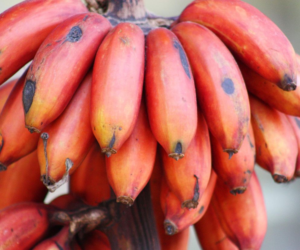 Zdrowsze niż żółte. Jeśli znajdziesz je w sklepie, kup koniecznie, bo to witaminowa bomba