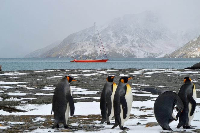 Pingwiny królewskie na St. Andrews Bay