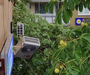 Powalone drzewo po burzy