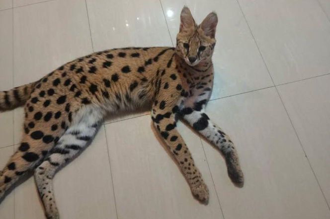 Egzotyczny kot na wolności. Policja apeluje o ostrożność