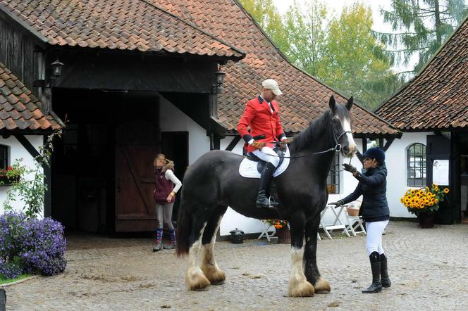 Bez żony nie radzi sobie z koniem
